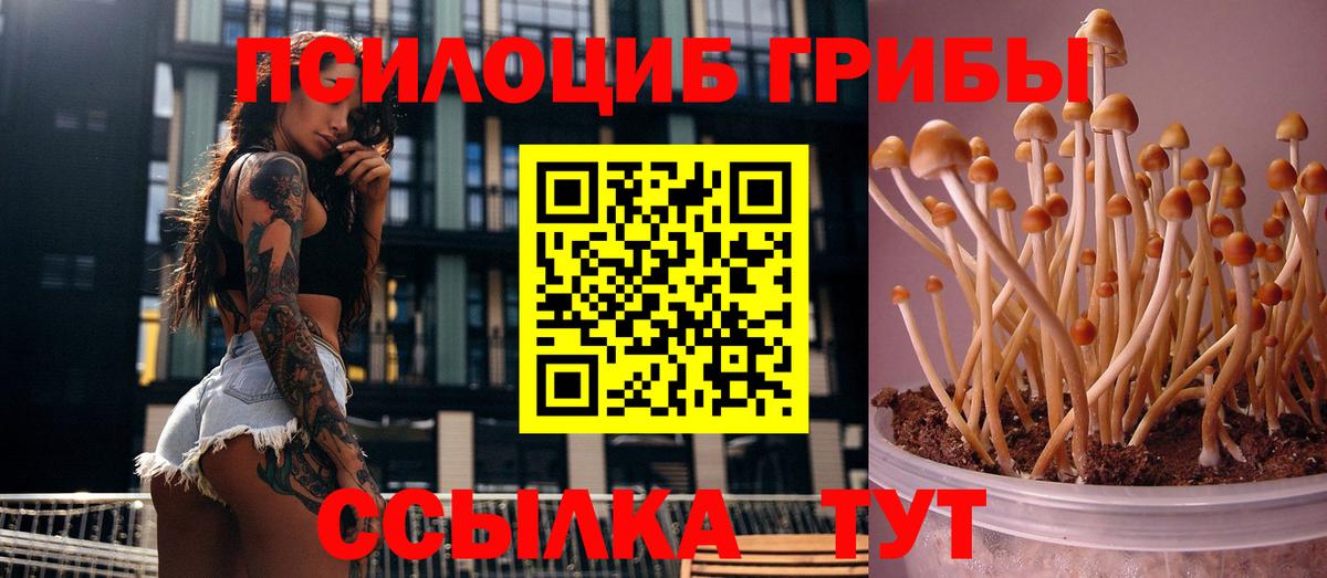 Псилоцибиновые грибы Psilocybine cubensis Кирово-Чепецк